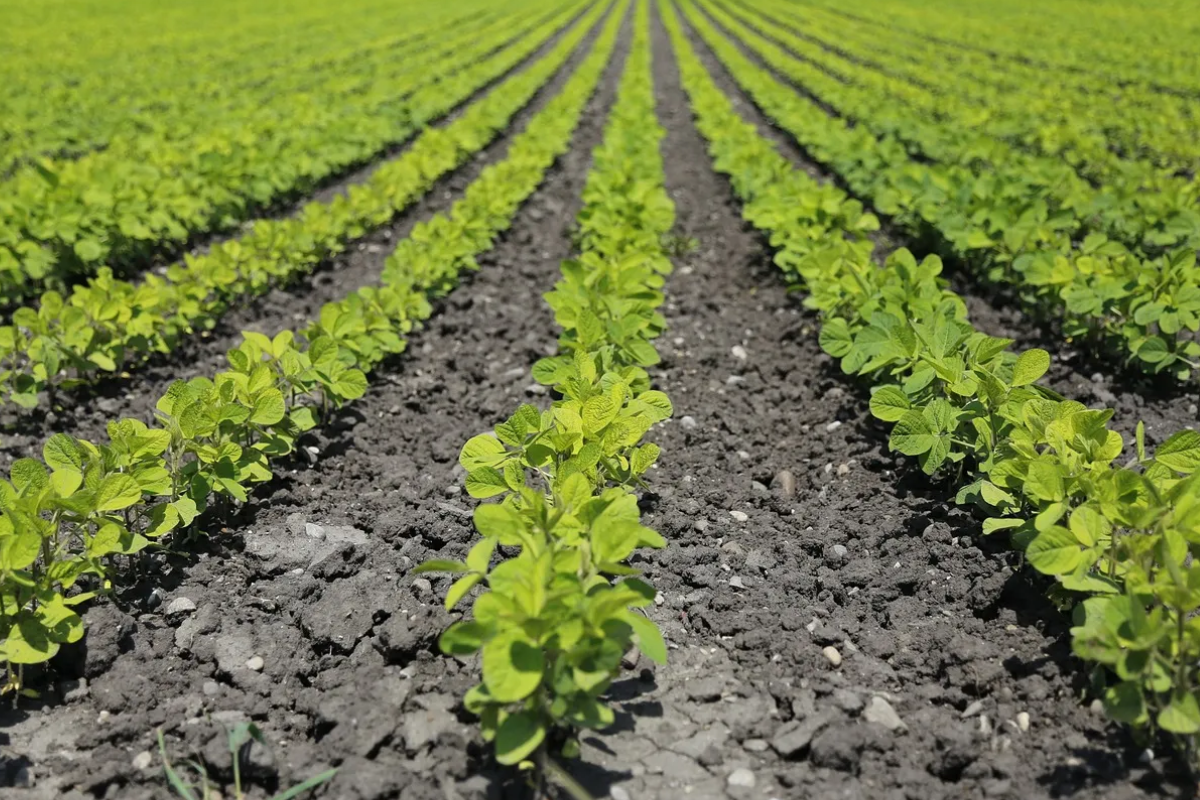 Agrismart Zanzibar