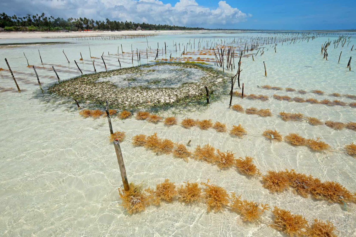 Zanzibar Blue Forests
