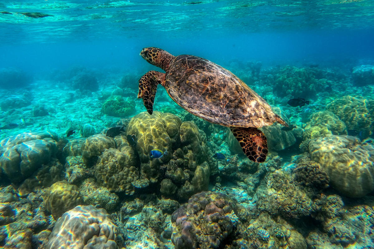 Causes of Coral Reef