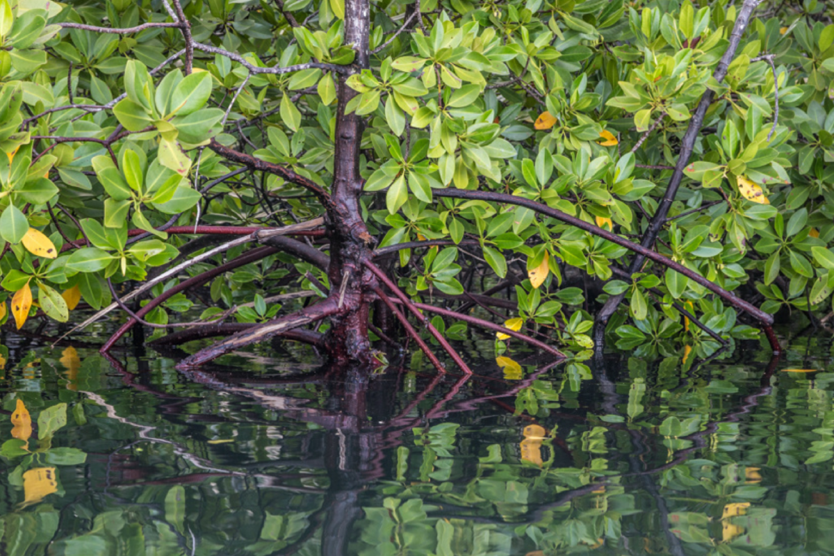 Mangrove Restoration