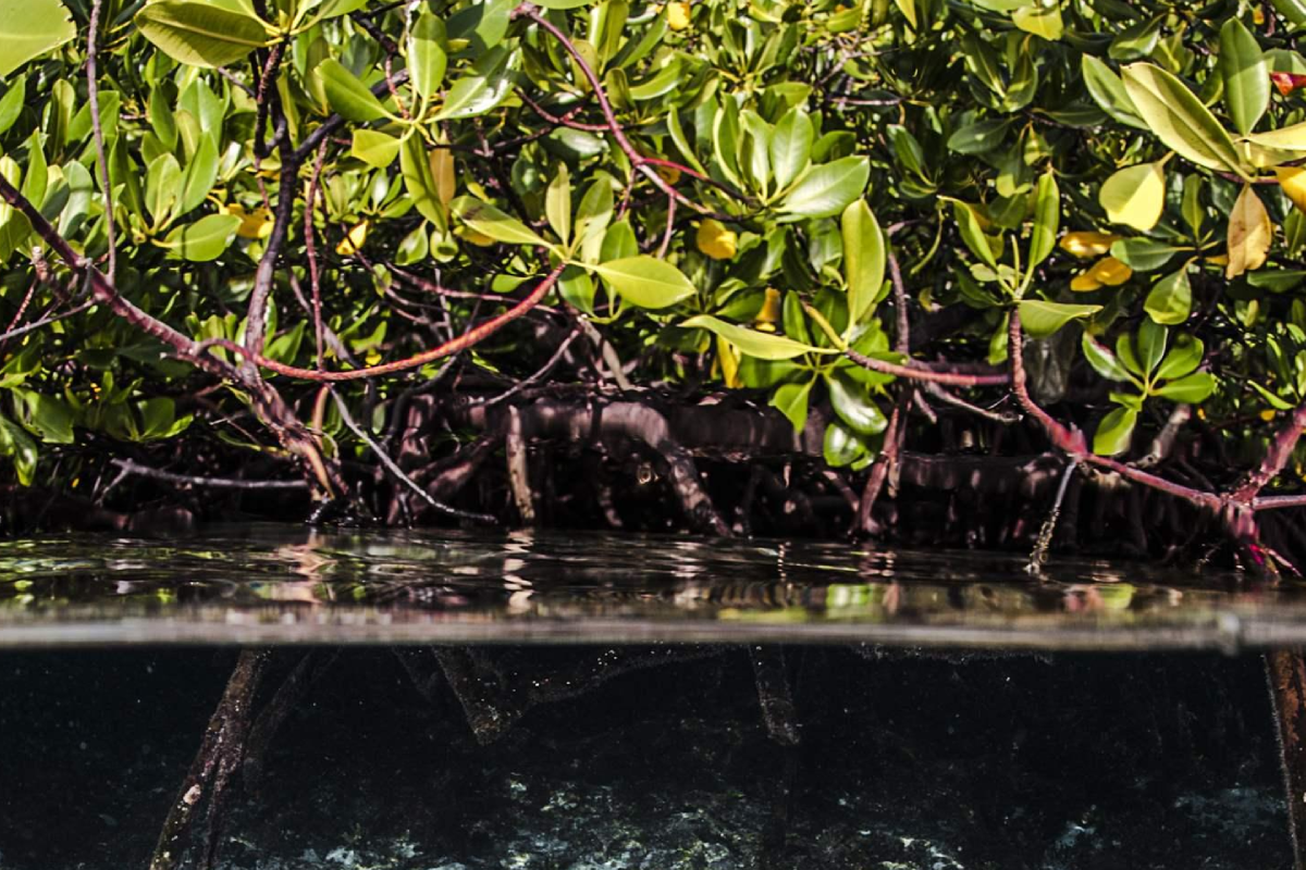 Mangrove