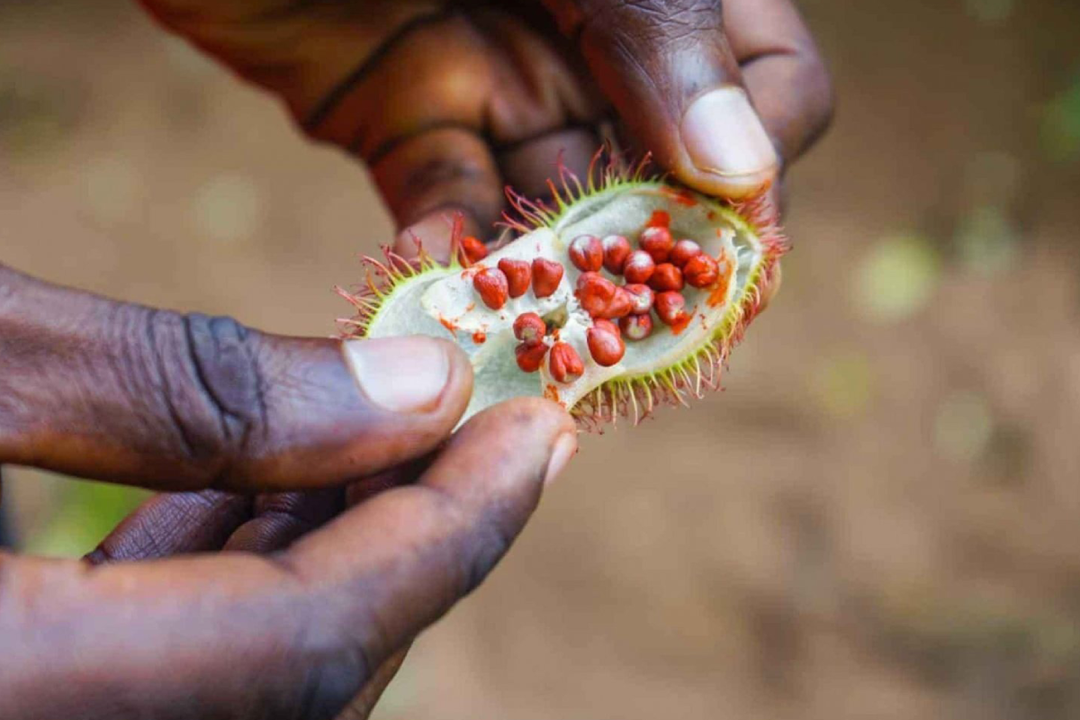 Spice Farming