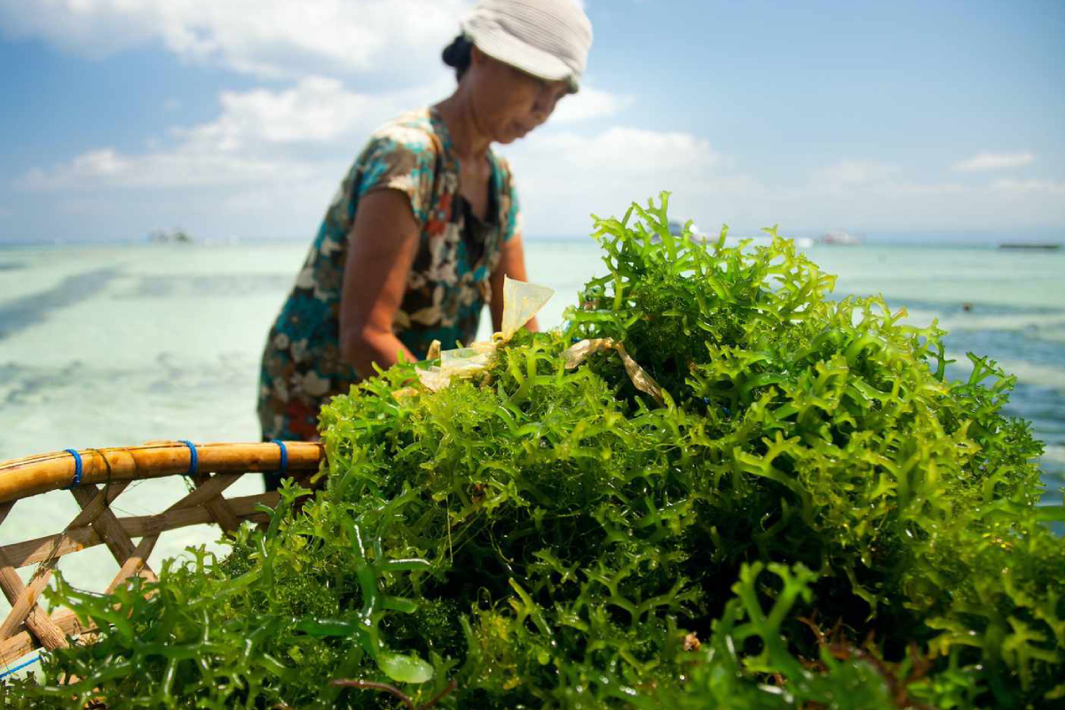 Seaweed Farming