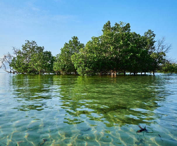 Zanzibar Green Future